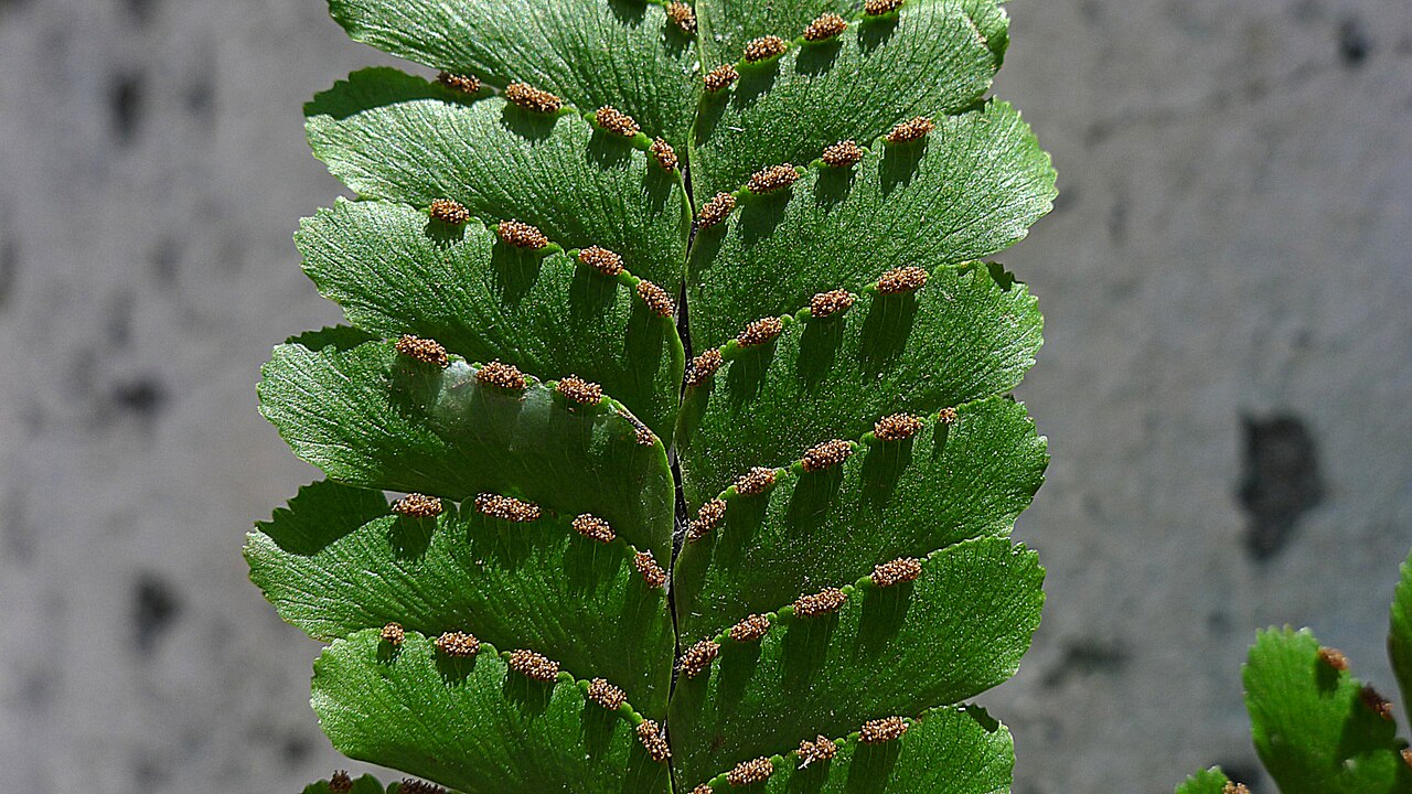 Adiantum abscissum: Adiantum abscissum Schrad.