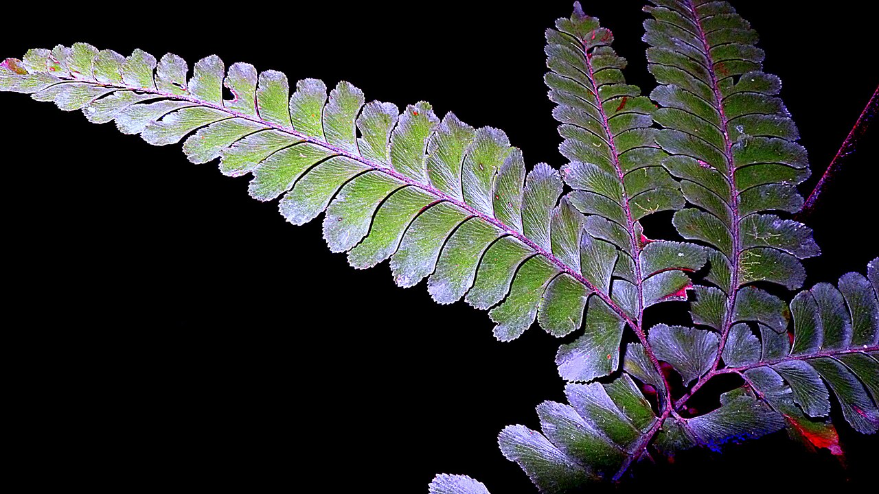 Adiantum abscissum: Adiantum abscissum Schrad.