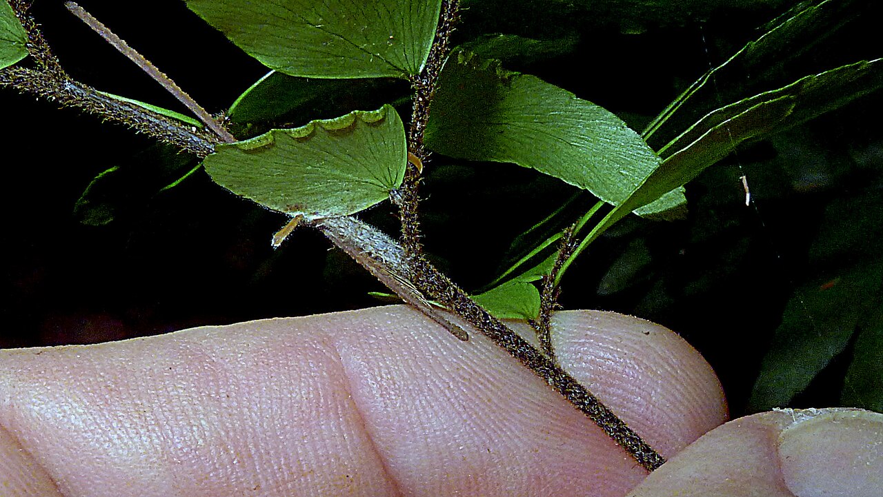 Adiantum argutum: Adiantum argutum Splitg.