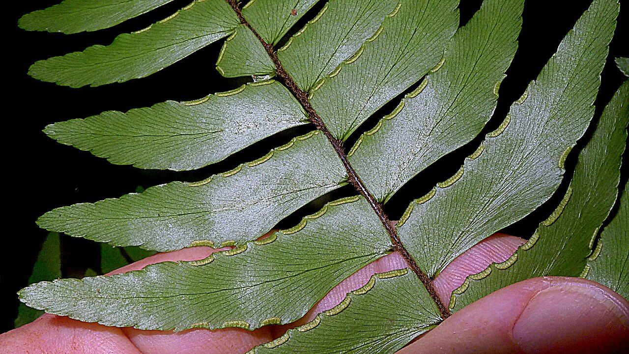 Adiantum argutum: Adiantum argutum Splitg.