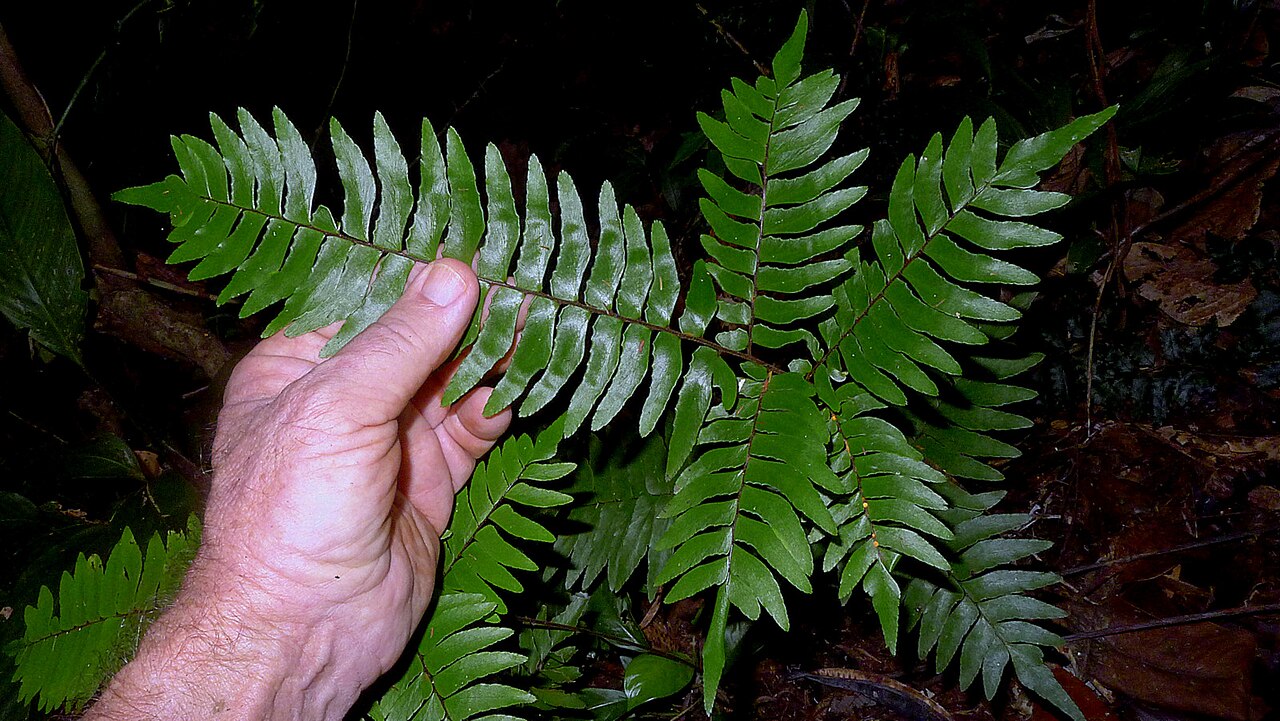 Adiantum argutum: Adiantum argutum Splitg.