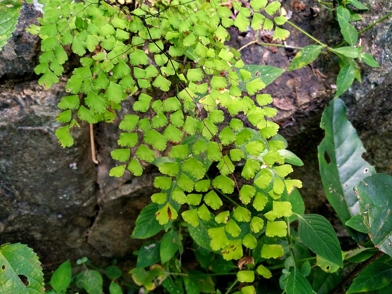 Maidenhair fern: Adiantum atroviride in rainforest beside the Barron River near Cairns , August 2022