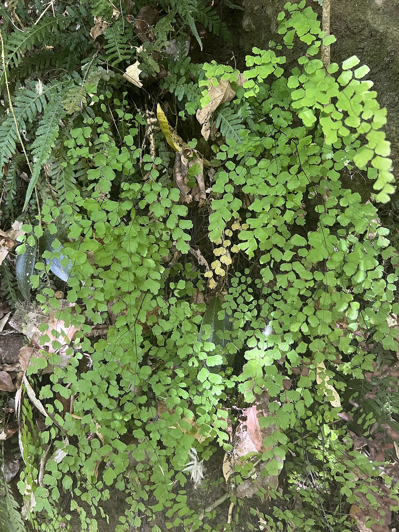 Maidenhair fern: Adiantum atroviride
