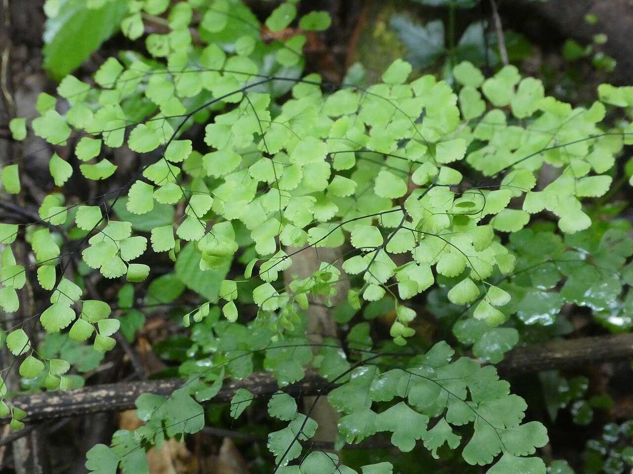Maidenhair fern: Adiantum atroviride growing in rainforest near Cairns , Queensland, March 2024
