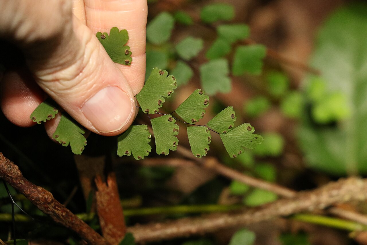 Maidenhair fern: Adiantum atroviride