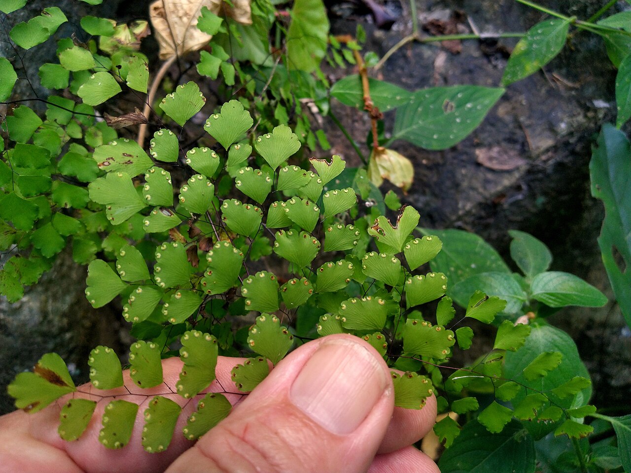 Maidenhair fern: Adiantum atroviride in rainforest beside the Barron River near Cairns , August 2022