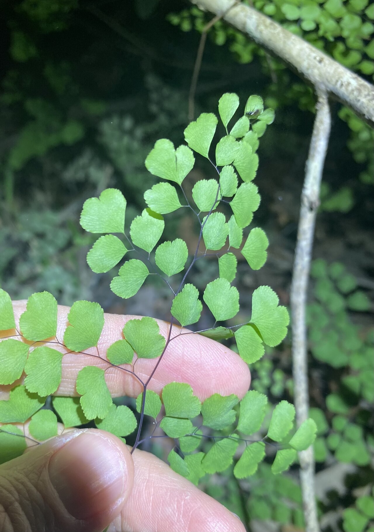 Maidenhair fern: Adiantum atroviride