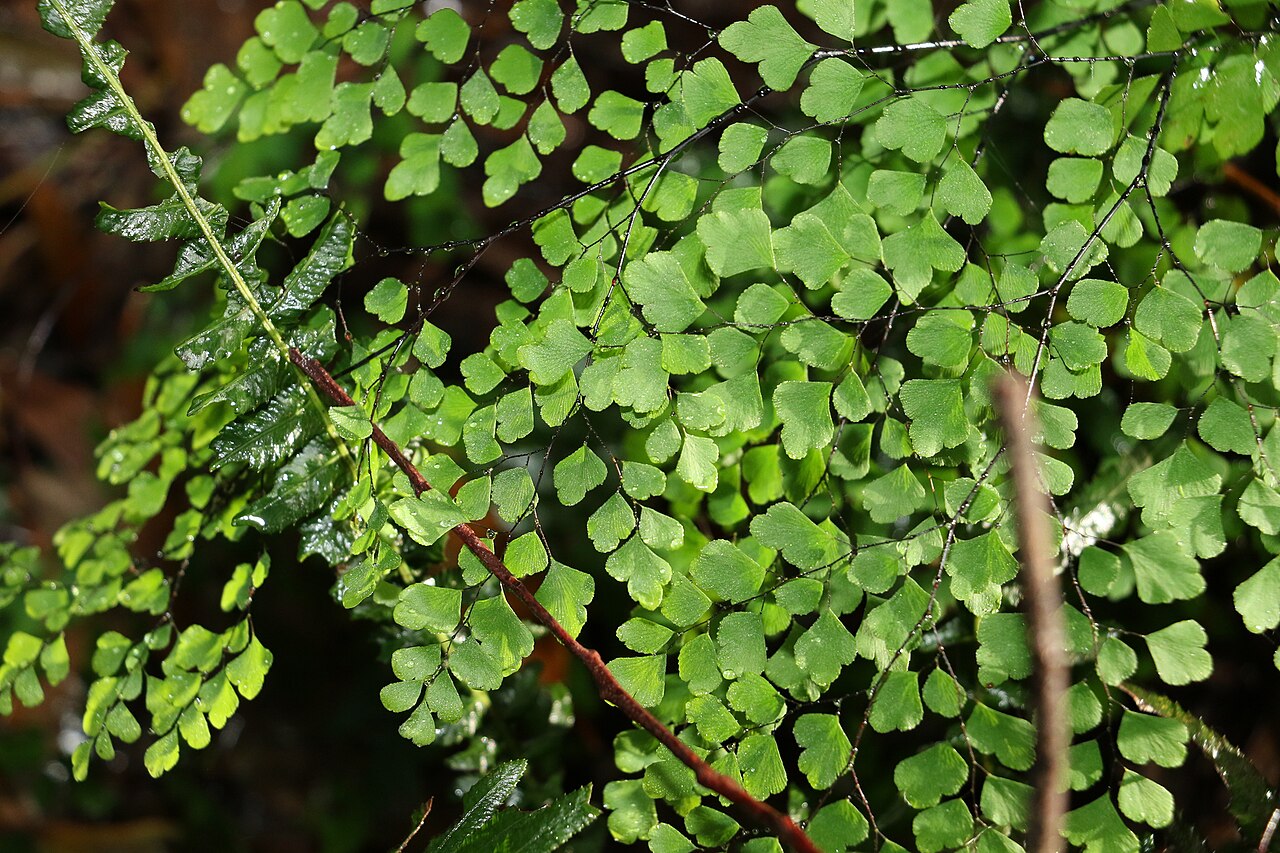Maidenhair fern: Adiantum atroviride