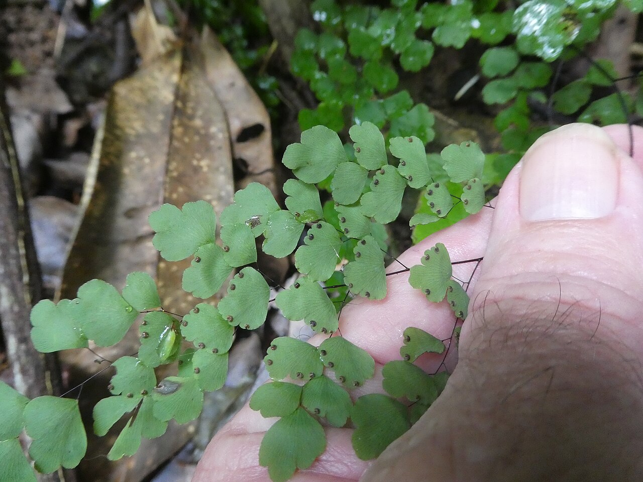 Maidenhair fern: Adiantum atroviride growing in rainforest near Cairns , Queensland, March 2024