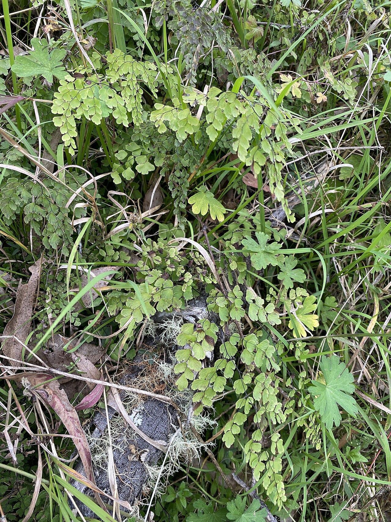 Maidenhair fern: Adiantum atroviride