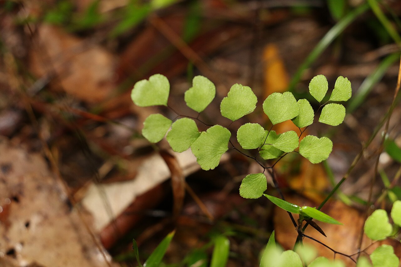 Maidenhair fern: Adiantum atroviride