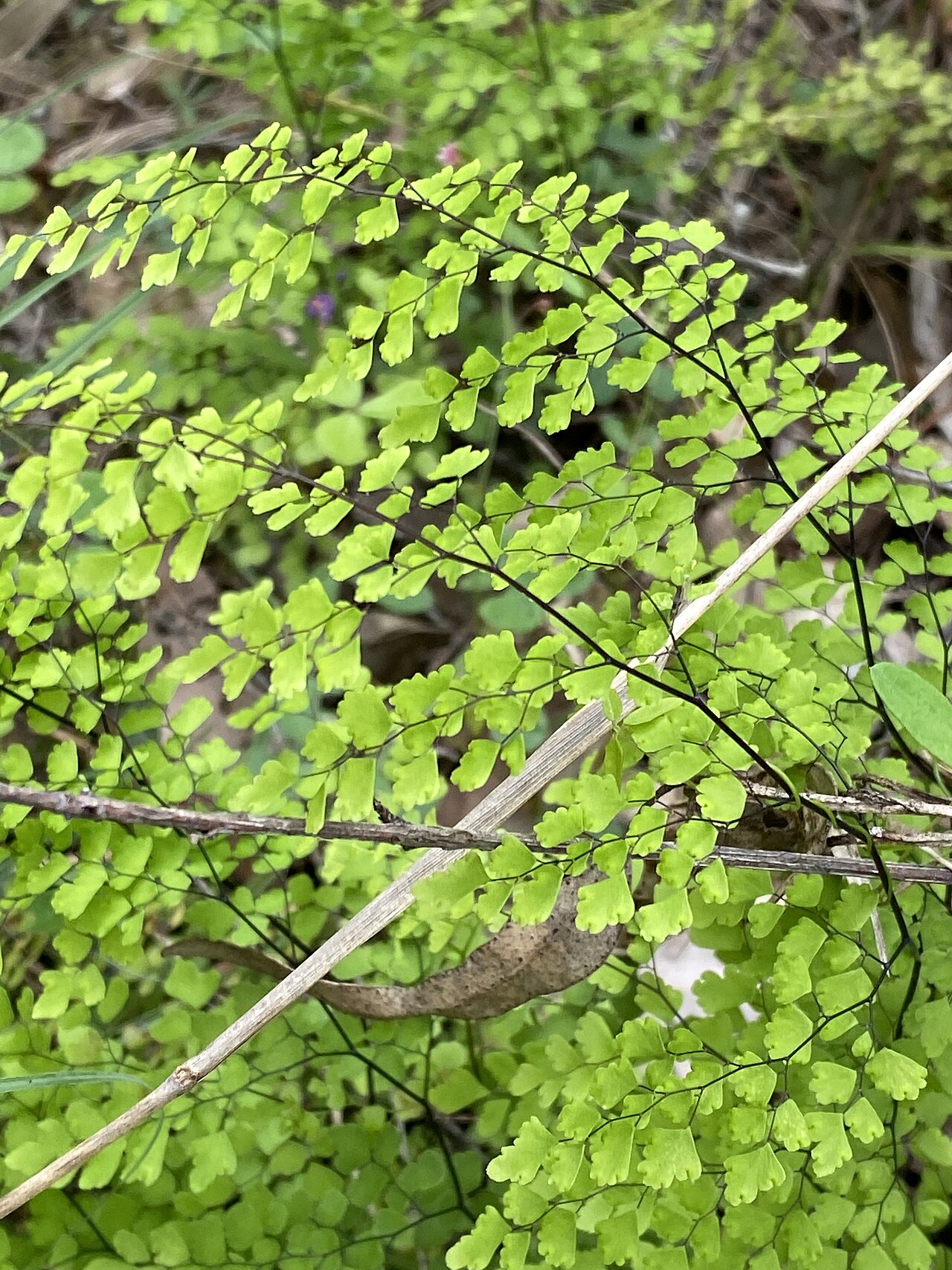 Maidenhair fern: Adiantum atroviride