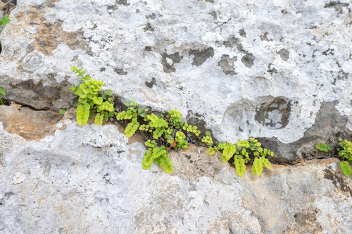 Adiantum balfourii (Adiantum balfourii)