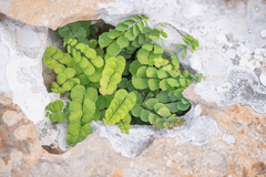 Adiantum balfourii (Adiantum balfourii)
