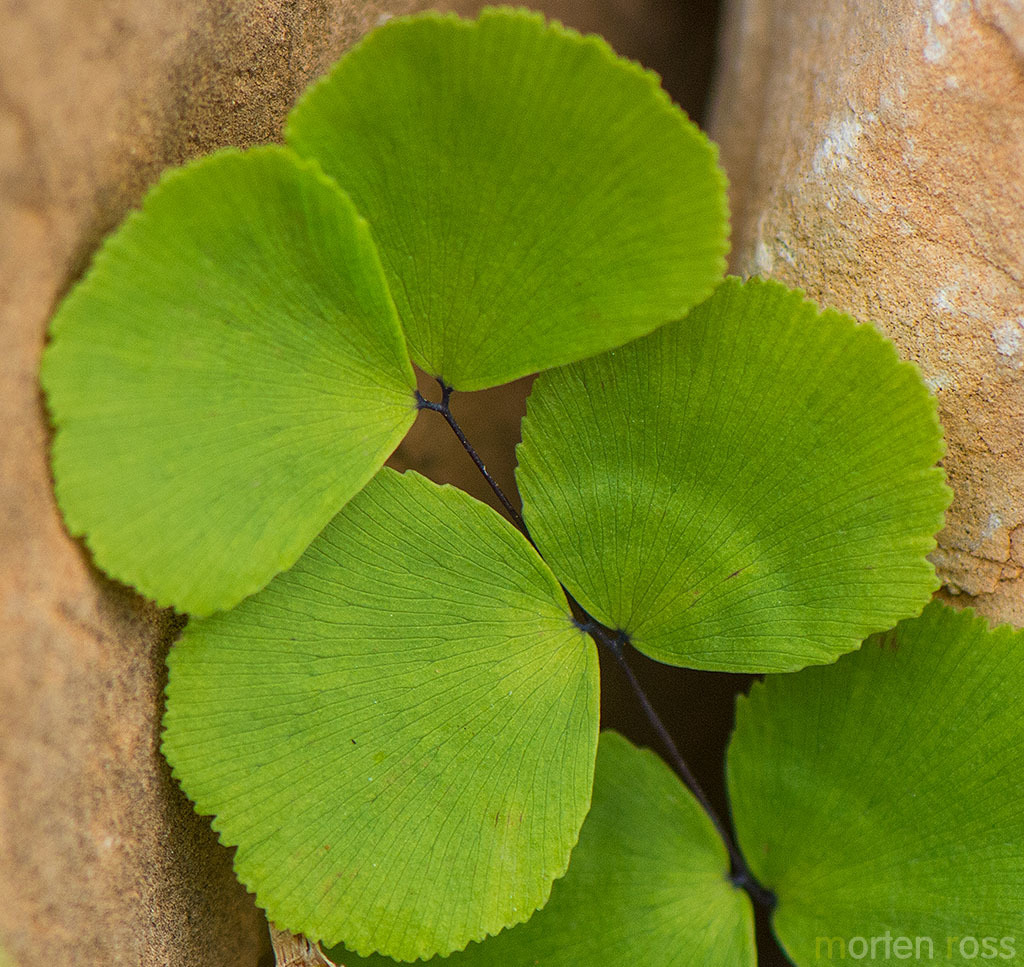 Adiantum balfourii (Adiantum balfourii)