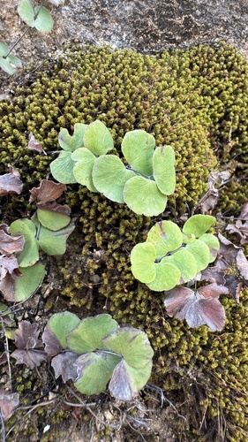 Adiantum balfourii (Adiantum balfourii)