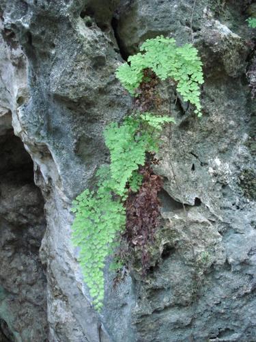 Adiantum bellum (Adiantum bellum)