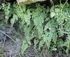 Adiantum bellum (Adiantum bellum)