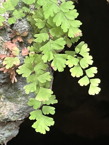 Adiantum bellum (Adiantum bellum)