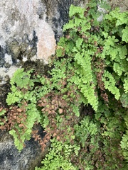 Adiantum bellum (Adiantum bellum)