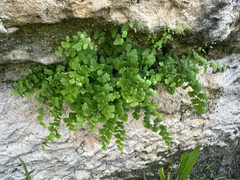 Adiantum bellum (Adiantum bellum)
