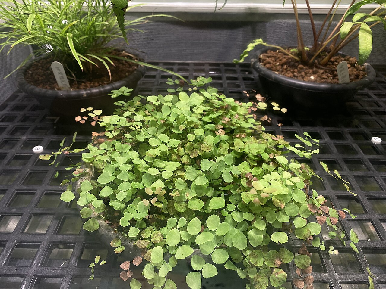 Adiantum capillus-junonis: 團羽鐵線蕨(學名:Adiantum capillus-junonis)攝於國立臺灣科學教育館