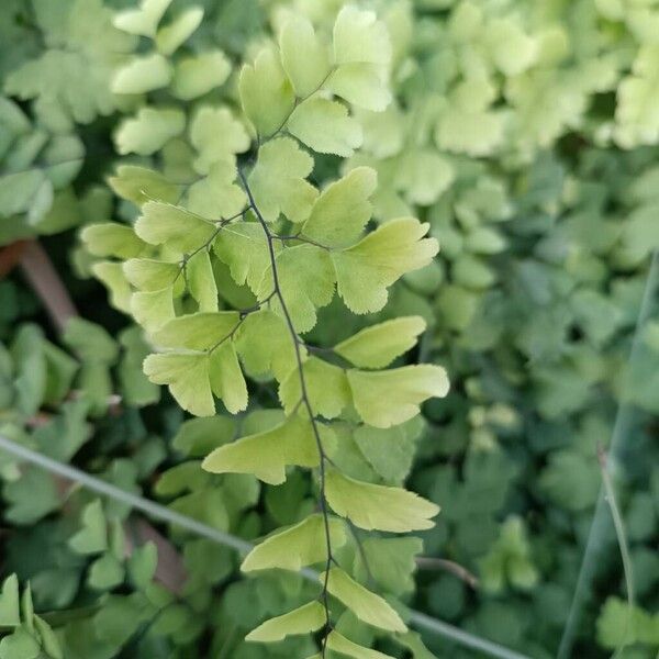 Common maidenhair (Adiantum capillus-veneris)