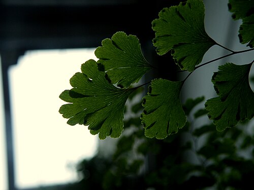 Common maidenhair: Adiantum capillus-veneris grows from 6 to 12 in (15 to 30 cm) in height; its fronds arising in clusters from creeping rhizomes 8 to 27.5 in (20 to 70 cm) tall,