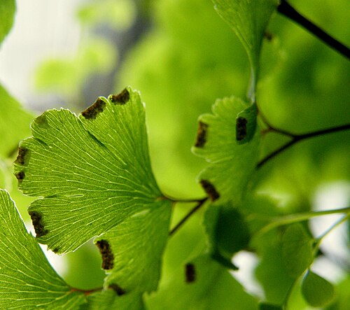 Common maidenhair: Adiantum capillus-veneris grows from 6 to 12 in (15 to 30 cm) in height; its fronds arising in clusters from creeping rhizomes 8 to 27.5 in (20 to 70 cm) tall,