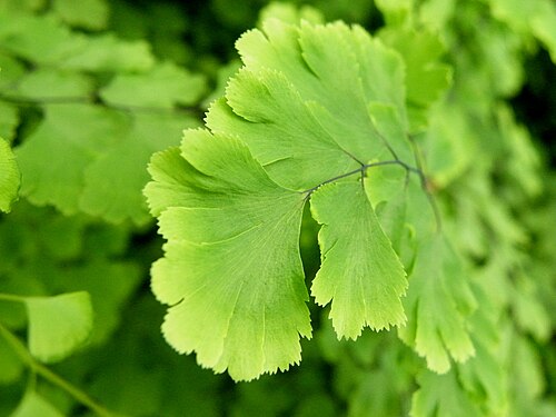 Common maidenhair: Adiantum capillus-veneris grows from 6 to 12 in (15 to 30 cm) in height; its fronds arising in clusters from creeping rhizomes 8 to 27.5 in (20 to 70 cm) tall,