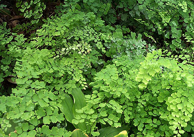 Common maidenhair: Adiantum capillus-veneris 1