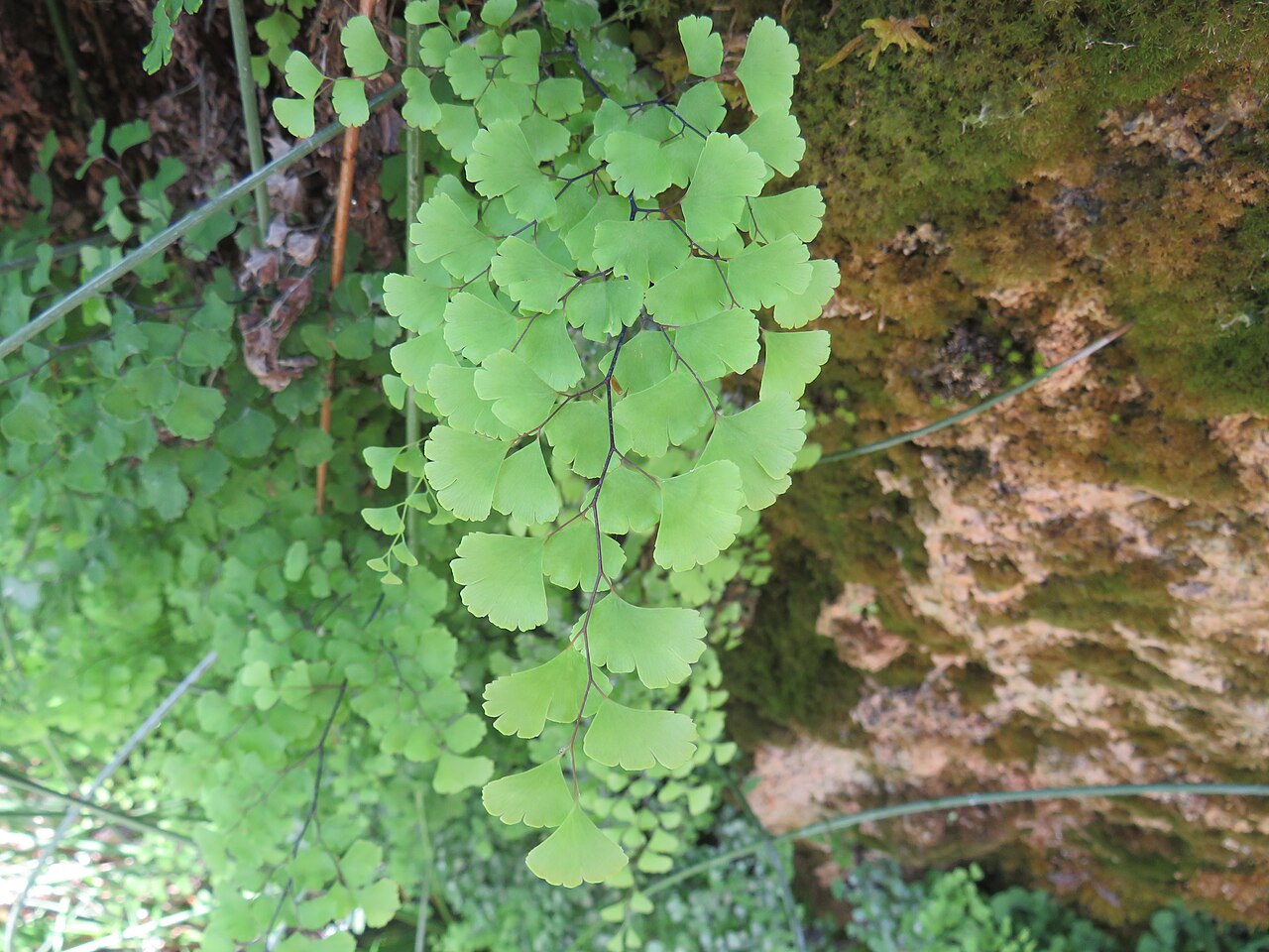Common maidenhair: Maidenhair fern ( Adiantum capillus-veneris ) in Anento ( Zaragoza , Spain ).
