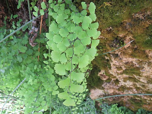 Common maidenhair: Maidenhair fern ( Adiantum capillus-veneris ) in Anento ( Zaragoza , Spain ).