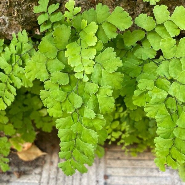 Common maidenhair (Adiantum capillus-veneris)