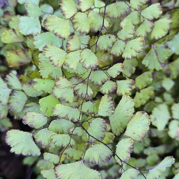 Common maidenhair (Adiantum capillus-veneris)