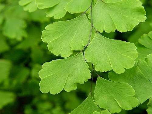 Common maidenhair: Adiantum capillus-veneris grows from 6 to 12 in (15 to 30 cm) in height; its fronds arising in clusters from creeping rhizomes 8 to 27.5 in (20 to 70 cm) tall,