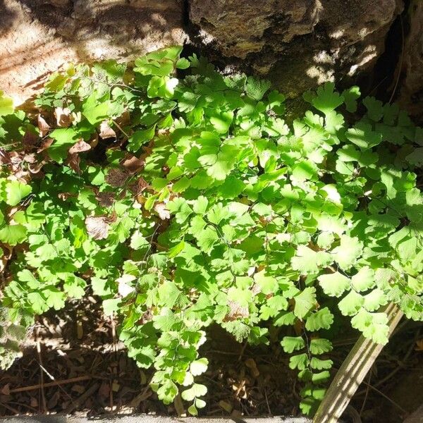 Common maidenhair (Adiantum capillus-veneris)