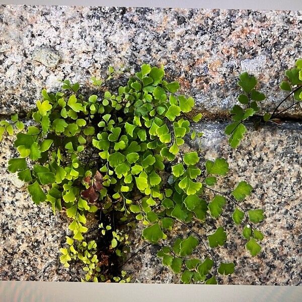 Common maidenhair (Adiantum capillus-veneris)