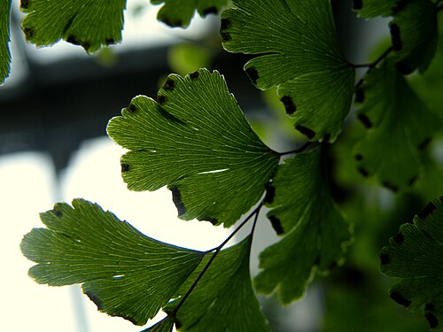 Common maidenhair: Adiantum capillus-veneris grows from 6 to 12 in (15 to 30 cm) in height; its fronds arising in clusters from creeping rhizomes 8 to 27.5 in (20 to 70 cm) tall,