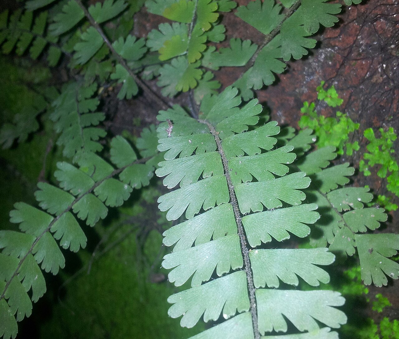 Tailed maidenhair: Adiantum caudatum