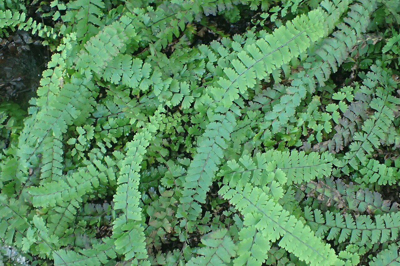 Tailed maidenhair: Adiantum caudatum in the Botanischer Garten, Berlin-Dahlem
