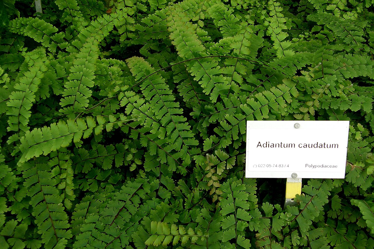 Tailed maidenhair: Adiantum caudatum L. dans la serre du Botanischer Garten de Berlin-Dahlem