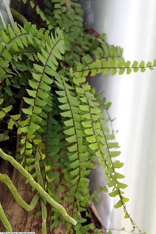 Tailed maidenhair: Location taken: United States Botanic Garden. Names: Adiantum alarconianum Gaud. Classification: Plantae > Pteridophyta > Polypodiopsida > Polypodiales > Pterid