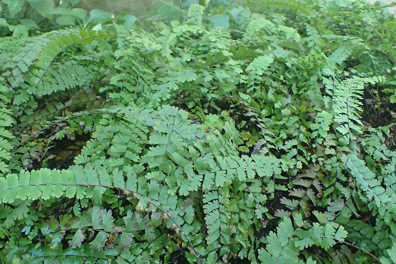Tailed maidenhair: Adiantum caudatum in the Botanischer Garten, Berlin-Dahlem