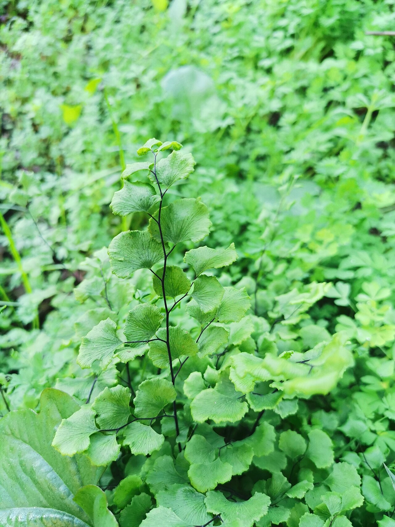 Adiantum chilense: Adiantum chilense var. hirsutum. Variety of plant.