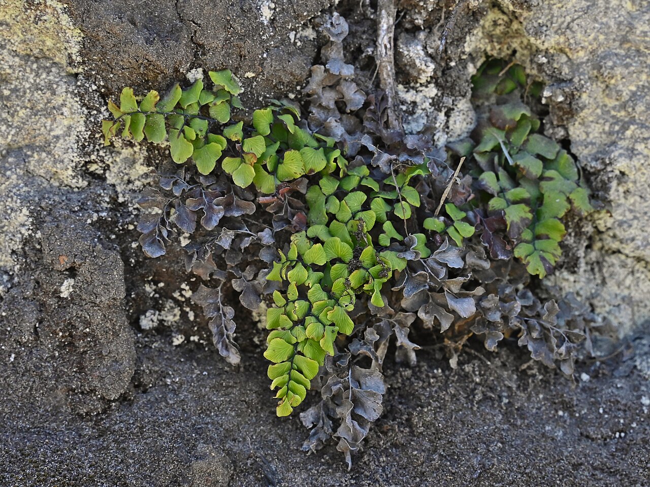 Adiantum chilense: Adiantum chilense in Punihuil on Chios Island, Chile