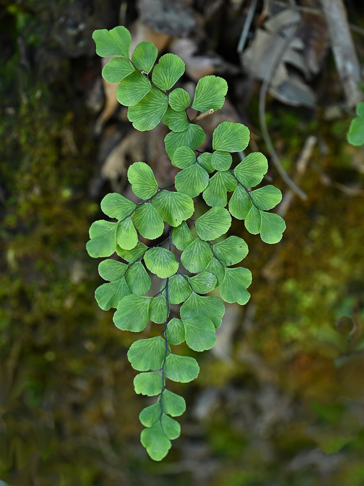 Adiantum chilense: Adiantum chilense E from Nomeco, Region Los Rios, Chile