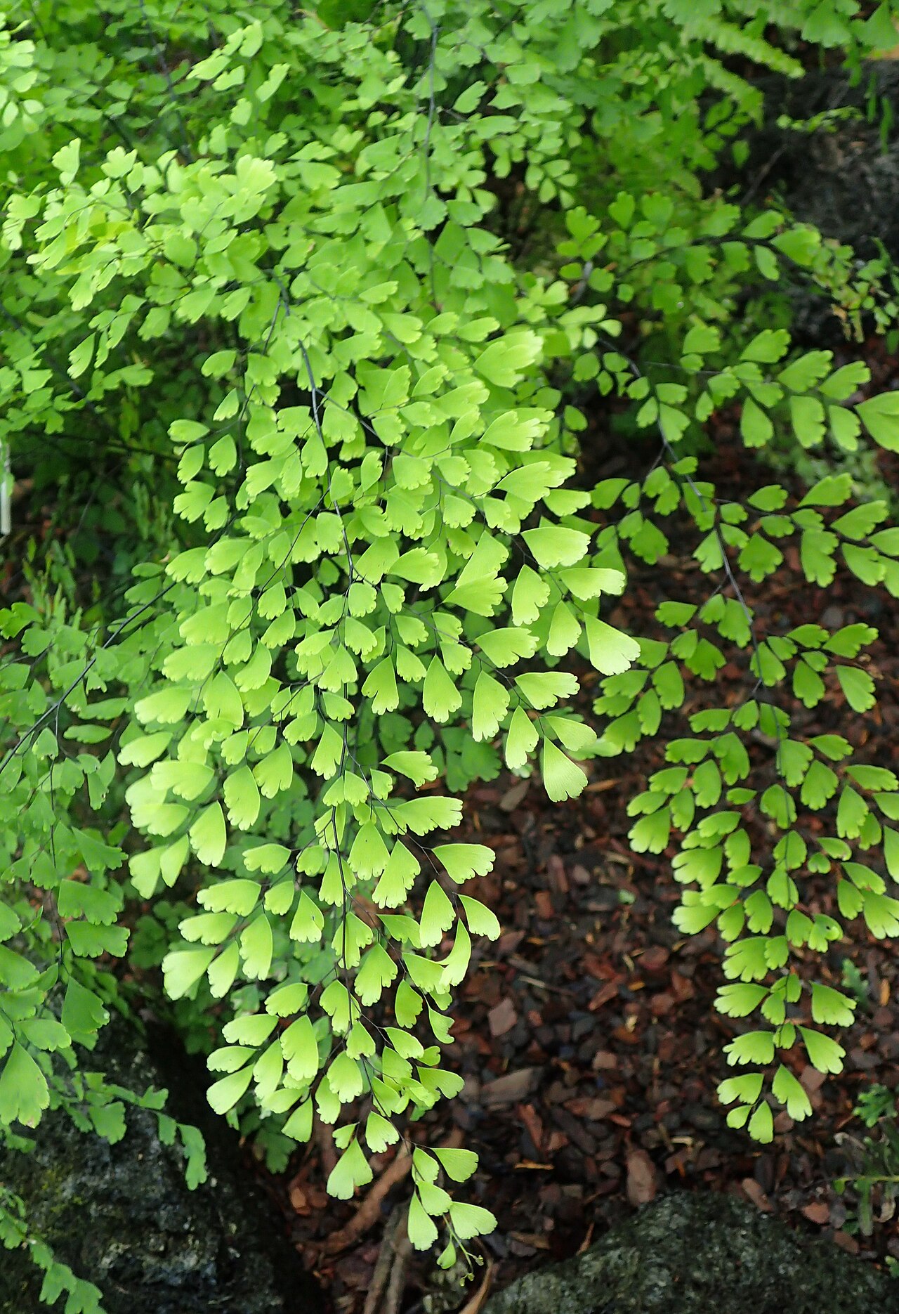Adiantum chilense: Adiantum chilense at the New York Botanical Garden