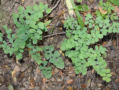 Adiantum chilense: A species of central and southern Chile. Known as Culantrillo or as Helecho Palito Negro (for its black stems). Photo from Chilean Patagonia.