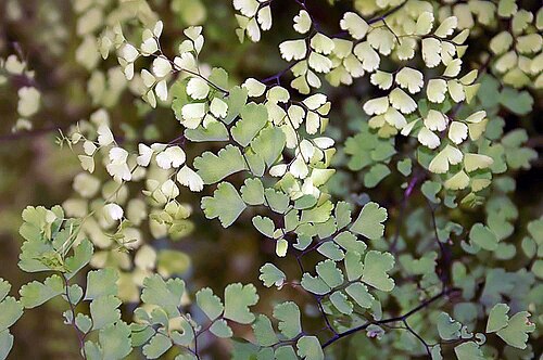 Adiantum chilense: Location taken: the New York Botanical Garden. Names: Adiantum chilense var. sulphureum J.Remy Giudice, Maidenhair Fer Classification: Plantae > Pteridophyta >